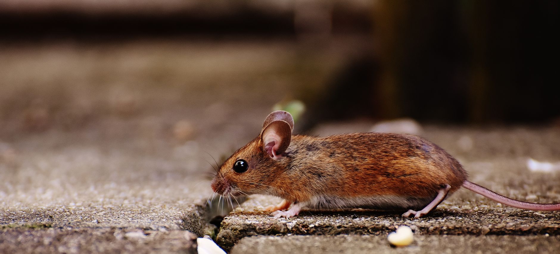 Lutte contre les nuisibles Maine-et-Loire